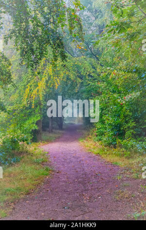 Le brouillard descend sur un chemin forestier au petit matin Banque D'Images
