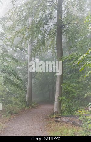 Le brouillard descend sur un chemin forestier au petit matin Banque D'Images