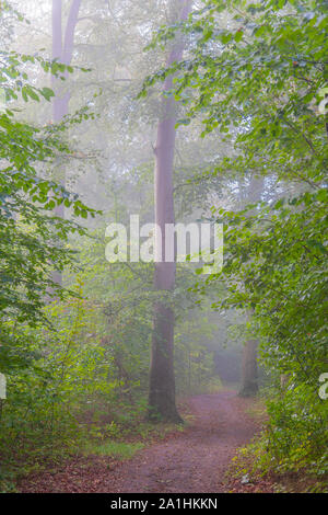 Le brouillard descend sur un chemin forestier au petit matin Banque D'Images