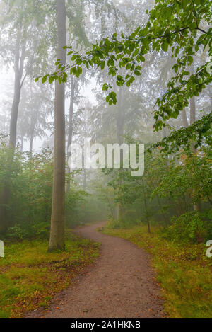 Le brouillard descend sur un chemin forestier au petit matin Banque D'Images