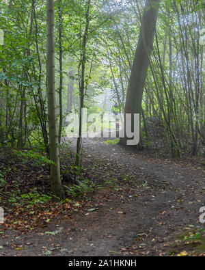 Le brouillard descend sur un chemin forestier au petit matin Banque D'Images