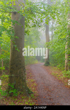 Le brouillard descend sur un chemin forestier au petit matin Banque D'Images