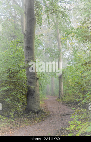 Le brouillard descend sur un chemin forestier au petit matin Banque D'Images