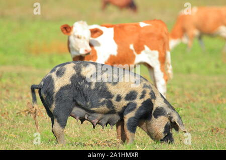 Les porcs et les vaches dans les pâturages sur les terres agricoles meadow Banque D'Images
