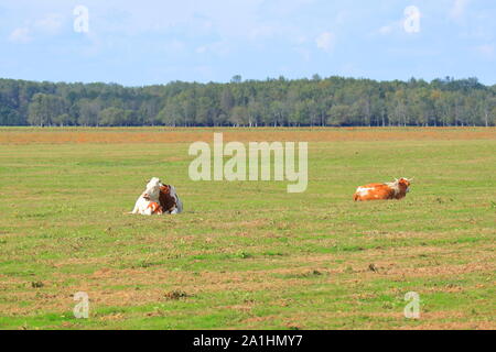Les vaches mâchent sur les terres agricoles meadow Banque D'Images