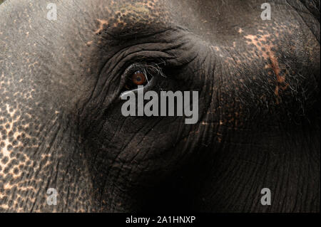 Allapuzha ou d'Alleppey, Kerala, Inde - Asie du Sud-Est - Novembre 2017 : de l'oeil d'un éléphant indien Banque D'Images
