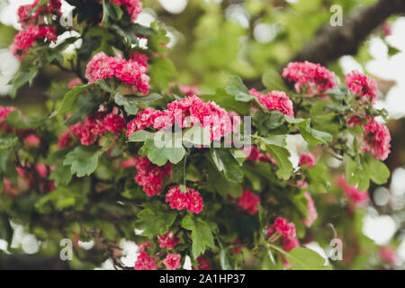 La saison du printemps. Magnifiques fleurs roses sur les branches dans le ciel bleu. Banque D'Images