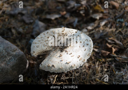 Champignons fissurée. Banque D'Images