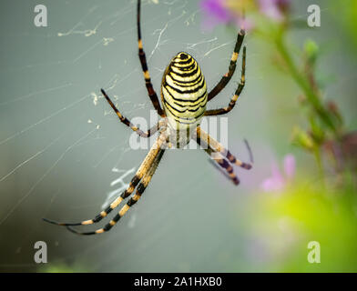 Une araignée batte -Argiope bruenichi- repose dans son réseau dans un parc japonais. Banque D'Images