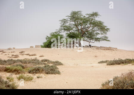 Arbre de vie Bahreïn Banque D'Images