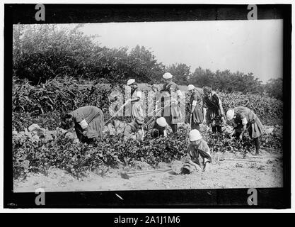 La guerre d'urgence NATIONAL GARDENS COM. Jardins de guerre Banque D'Images