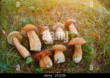 Bouquet de champignons forestiers comestibles frais de Boletus le Leccinum aurantiacum allongé sur le sol. Gros plan Vue de dessus. Banque D'Images