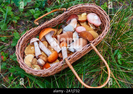 Panier avec des champignons des bois fraîchement cueillis, se dresse sur l'herbe. Banque D'Images