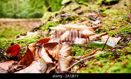 Sol forestier aux champignons à l'automne, selective focus. Banque D'Images