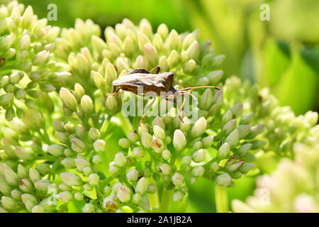 Petit bug avec une moustache Carpocoris fuscispinus 'ramper' sur fleurs vertes Banque D'Images