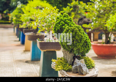 Bonsai et Penjing paysage avec arbre miniature dans un bac. Banque D'Images