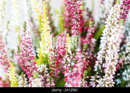 Heather Calluna vulgaris ou Erica gracilis close up, multi fleurs d'automne saison colorées, horizontal Banque D'Images