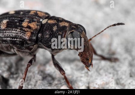 La macro photographie de coléoptère Charançon Charançon ou sur le plancher Banque D'Images