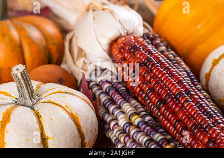 Gros plan du blé d'Inde et de l'automne coloré mini potirons Banque D'Images