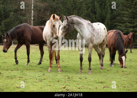 Deux belles ensemble, appaloosas enregistrés avec d'autres chevaux en arrière-plan Banque D'Images