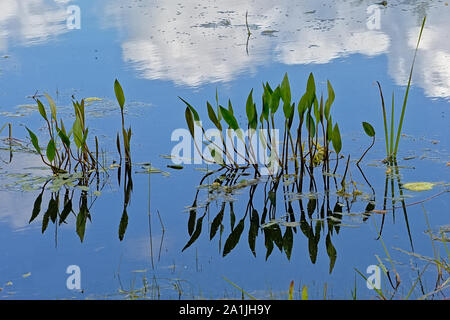 Plantain d'eau des plantes, ciel bleu et nuages se reflétant dans l'eau Banque D'Images