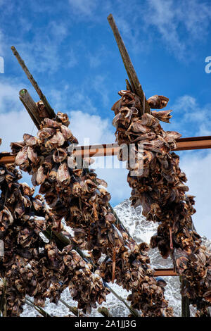 Le séchage de la morue stockfish chefs dans un village de pêcheurs en Norvège Banque D'Images