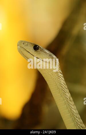 Le Mamba noir (Dendroaspis polylepis), captive, serpent venimeux, l'occurrence en Afrique, Terrazoo, Rhénanie du Nord-Westphalie, Allemagne, Banque D'Images