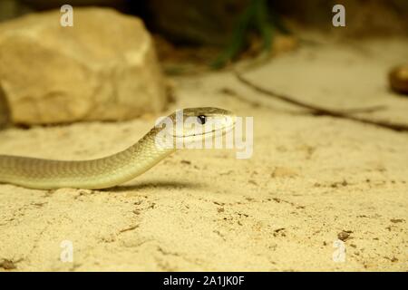 Le Mamba noir (Dendroaspis polylepis), captive, serpent venimeux, l'occurrence en Afrique, Terrazoo, Rhénanie du Nord-Westphalie, Allemagne Banque D'Images