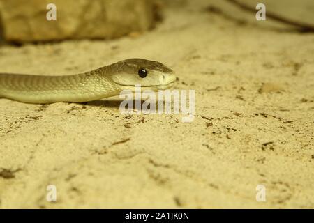 Le Mamba noir (Dendroaspis polylepis), captive, serpent venimeux, l'occurrence en Afrique, Terrazoo, Rhénanie du Nord-Westphalie, Allemagne Banque D'Images