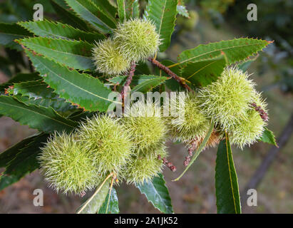 27 septembre 2019, le Brandebourg, Sauen : fruits mûrs de la châtaigne (Castanea sativa), également connu sous le nom de châtaignier, accrocher sur un arbre de la bière Août Fondation. Le district forestier de la bière Août Fondation est en ce moment la récolte des graines à partir de châtaignes très spécial. La période de sept ans, qui a grandi à partir de clones greffés, ont été spécialement produites pour le climat sec. Le district forestier Sauen a une très longue et l'histoire traditionnelle, qui a été fondée avant août Béziers (1861-1949). Bier a acquis le Sauen août domaine forestier dans le Brandebourg en 1912 comme à l'échelle nationale et internationale célèbre s Banque D'Images