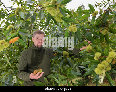 27 septembre 2019, le Brandebourg, Sauen : Philipp Höhne, forester à la bière Août Foundation, béquilles sous un châtaignier (Castanea sativa), également connu sous le nom de châtaignier, qui porte des fruits mûrs. Le district forestier de la bière Août Fondation est en ce moment la récolte des graines à partir de châtaignes très spécial. La période de sept ans, qui a grandi à partir de clones greffés, ont été spécialement produites pour le climat sec. Le district forestier Sauen a une très longue et l'histoire traditionnelle, qui a été fondée avant août Béziers (1861-1949). Bier a acquis le Sauen août domaine forestier dans le Brandebourg en 1912 comme à l'échelle nationale Banque D'Images