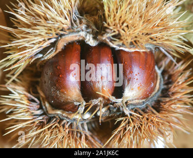 27 septembre 2019, le Brandebourg, Sauen : fruits mûrs de la châtaigne (Castanea sativa), également connu sous le nom de châtaignier, reposent sur le sol sous un arbre de la bière Août Fondation. Le district forestier de la bière Août Fondation est en ce moment la récolte des graines à partir de châtaignes très spécial. La période de sept ans, qui a grandi à partir de clones greffés, ont été spécialement produites pour le climat sec. Le district forestier Sauen a une très longue et l'histoire traditionnelle, qui a été fondée avant août Béziers (1861-1949). Bier a acquis le Sauen août domaine forestier dans le Brandebourg en 1912 comme à l'échelle nationale et internat Banque D'Images