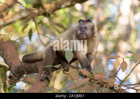 Capucin touffetée (apella cebus), assis sur une branche, Pantanal, Brésil Banque D'Images