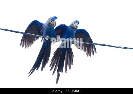 (Anodorhynchus hyacinthinus Hyacinth macaws), assis sur la ligne électrique, Mato Grosso, Pantanal, Brésil Banque D'Images