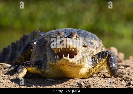 Caiman yacare (Caiman yacare), reposant sur la rive avec sa bouche ouverte, Pantanal, Mato Grosso, Brésil Banque D'Images