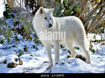 Polar wolf (Canis lupus arctos), debout dans la neige, captive, Canada Banque D'Images