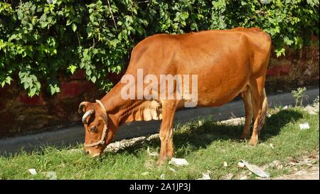 Rouge une vache mange de l'herbe sur le côté d'une route en Inde Banque D'Images