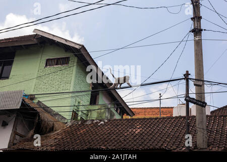 Monkey marche sur le fil électrique dans une ville à Bali, Ubd Banque D'Images