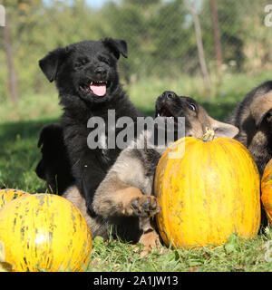 Deux jolis chiots de berger allemand à la citrouille Banque D'Images