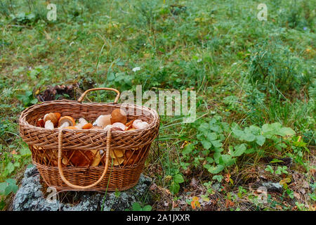 Panier avec des champignons des bois fraîchement cueillis, se dresse sur l'herbe. Banque D'Images