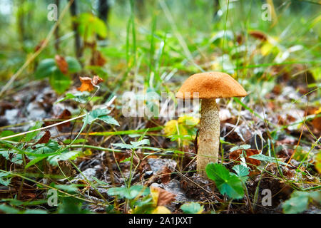 Close-up le guide des champignons champignons pousse dans la forêt. Peu de champignons, bokeh doux, vert herbe, feuilles. Journée ensoleillée après la pluie Banque D'Images