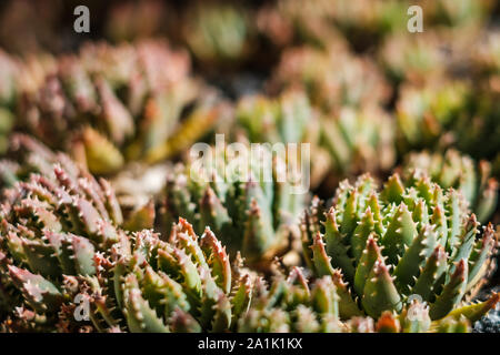 Plante grasse plante macro closeup - Motif - Les succulentes jardin Banque D'Images