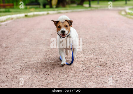 Chien excité avec laisse se vautrer sur le sol de l'appareil photo à venir Banque D'Images