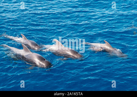 Groupe de baleines pilotes dans la famille des baleines de l'océan , Banque D'Images