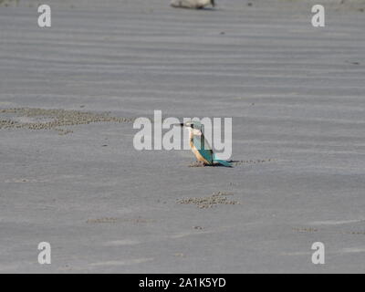 Sacred Kingfisher Queensland Australie Banque D'Images