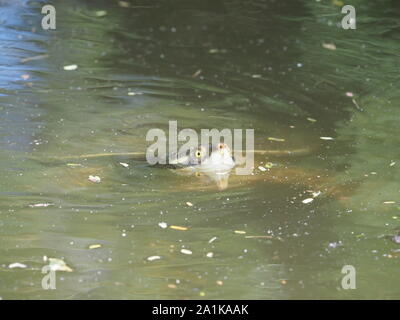 Les tortues d'eau douce River Australie Banque D'Images