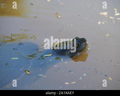 Les tortues d'eau douce River Australie Banque D'Images