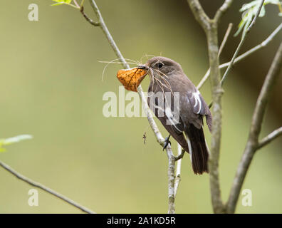 Femme (Ficedula hypoleuca), dans une forêt de chênes du nord au printemps, la collecte de matériel de nidification. Banque D'Images