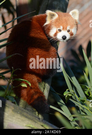 Panda rouge en captivité (Ailurus fulgens) dans un parc zoologique en Angleterre. Banque D'Images