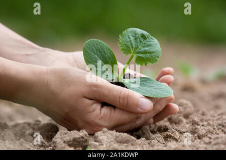 Les femmes hands holding seedling de courgette avec de la terre Banque D'Images